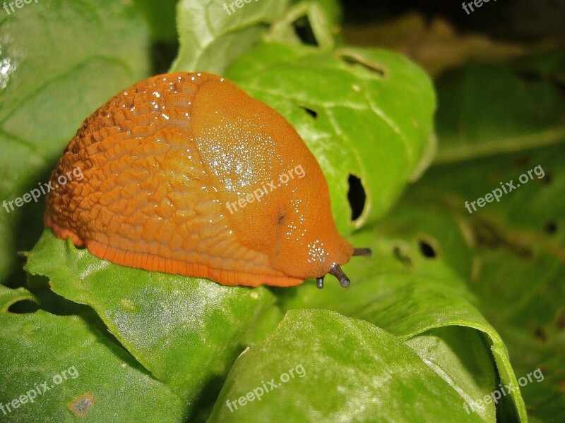 Snail Animals Mollusk Free Photos