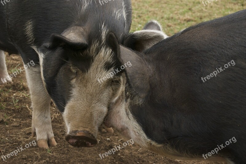 Hog Pig Farm Animal Swine