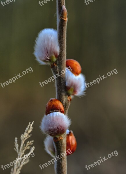 Willow Catkin Pasture Bush Bud Blossom