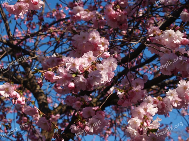 Cherry Blossom Spring Himmel Tree Free Photos