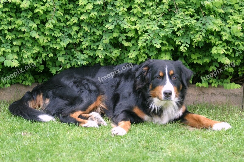 Berner Sennen Dog Dog Purebred Dog Bavaria Bitch