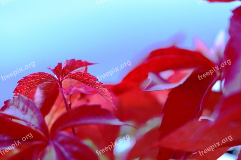 Leaves Red Violet Wild Seasonal