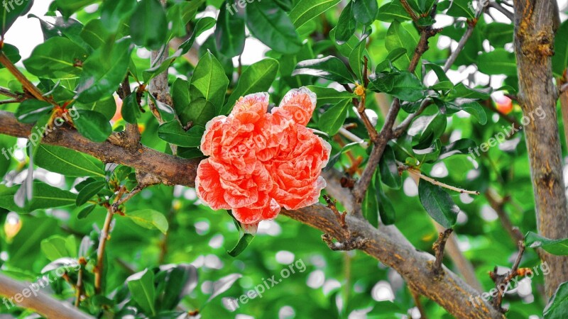 Pomegranate Flower Summer Red Flower Free Photos