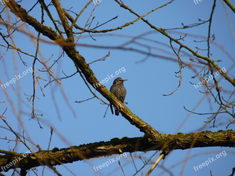 Star Sky Spring Songbird Migratory Birds