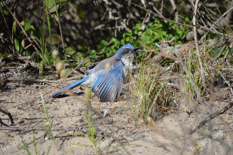 Blue-jay Scrub-jay Bird Nature Outdoors