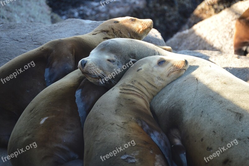 Sea-lion Seal Ocean Mammal Aquatic