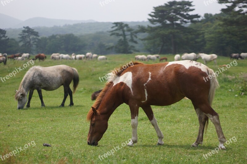 Jeju Horse Meadow Nature Free Photos