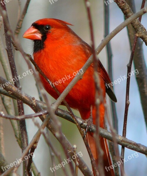 Cardinal Northern Male Redbird Wildlife