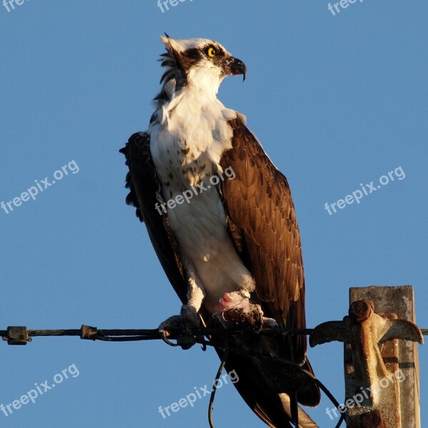 Osprey Bird Perched Wildlife Raptor