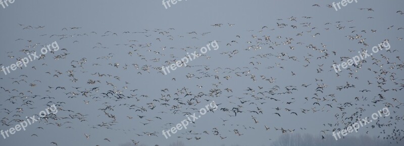 Flock Of Birds Geese Migratory Birds Swarm Wild Geese