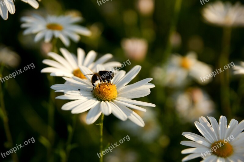 Flowers Bee Plants Pink Yellow