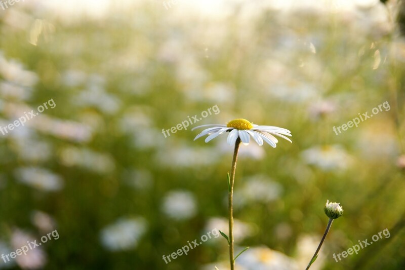 Flowers Autumn Landscape Plants Nature