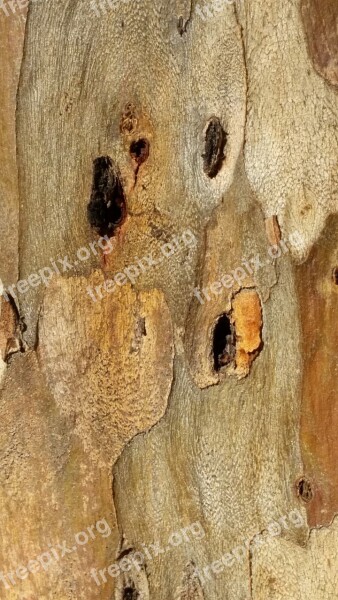 Wood Background Texture Brown Pattern