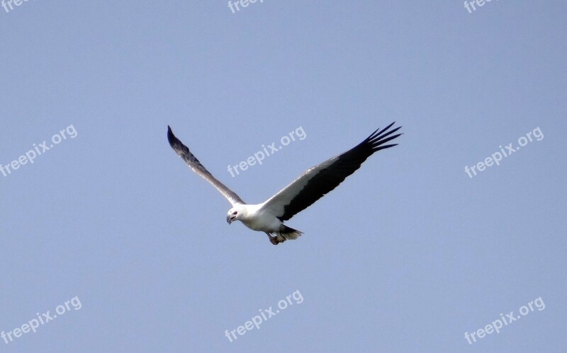 Sea Eagle Eagle White-bellied Raptor Bird