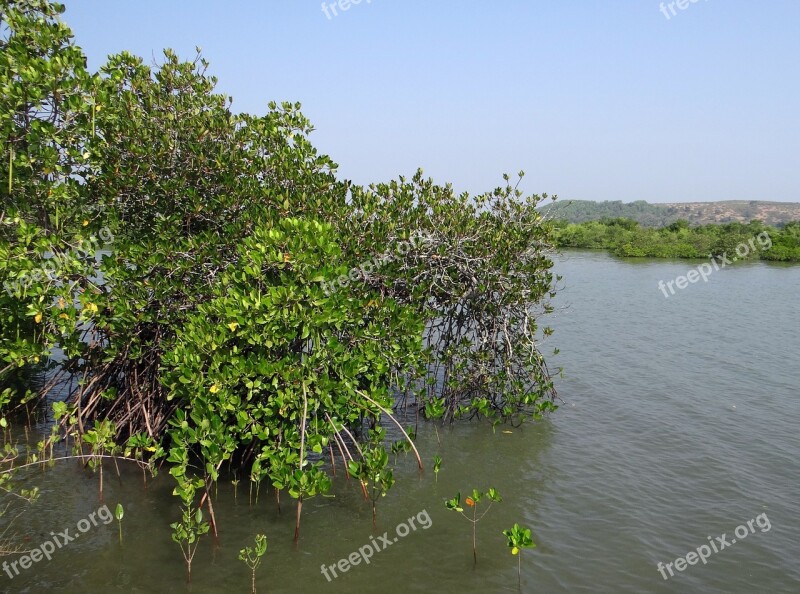 Mangroves Vegetation Estuary Backwaters Tidal Ingress