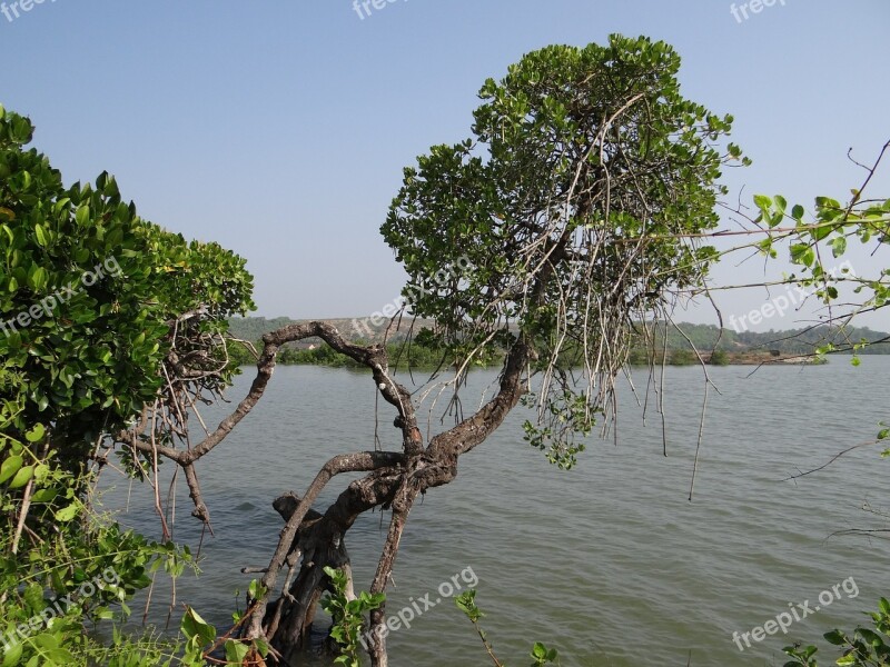 Mangroves Vegetation Estuary Backwaters Tidal Ingress