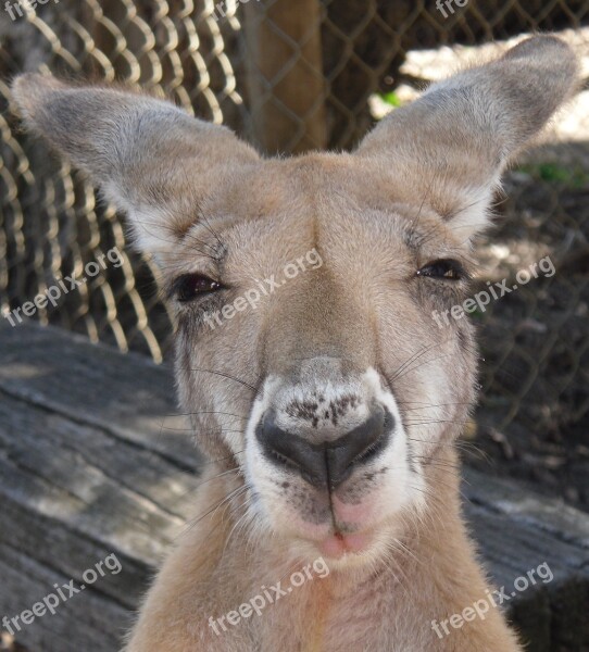 Kangaroo Wildlife Australia Nature Marsupial