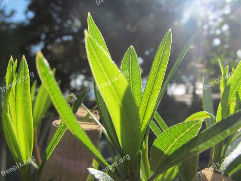 Nature Beauty Green Bud Sparkle