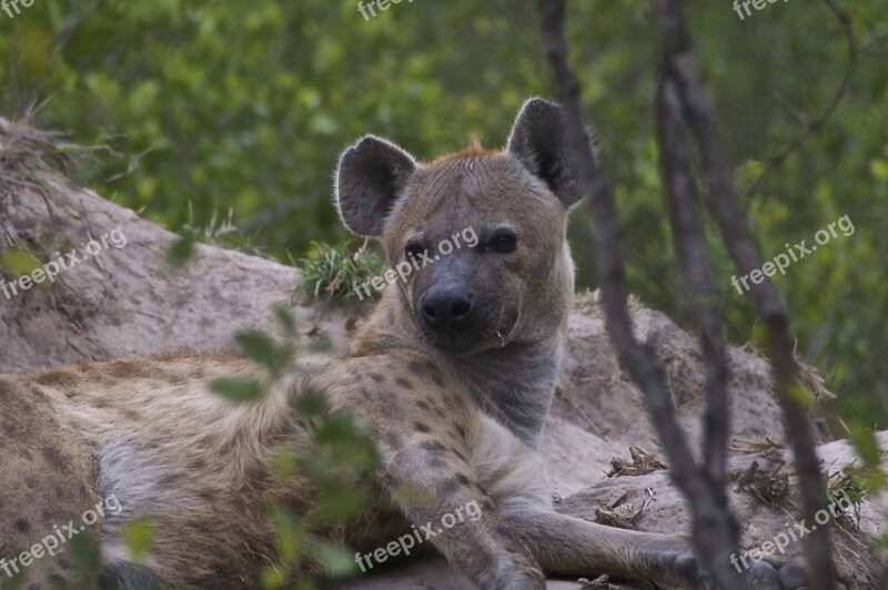 Hyena Scavenger Wildlife Nature Africa