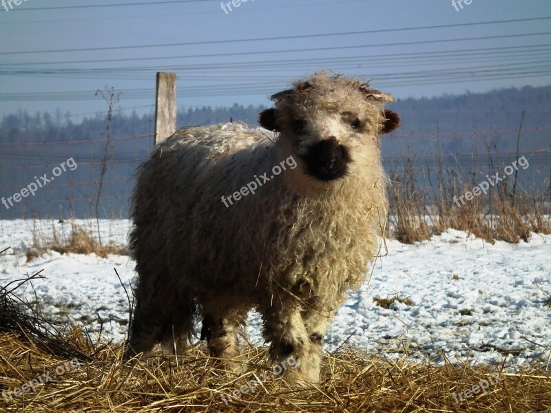 Sheep Lamb Walliser Black Nose Winter Wool