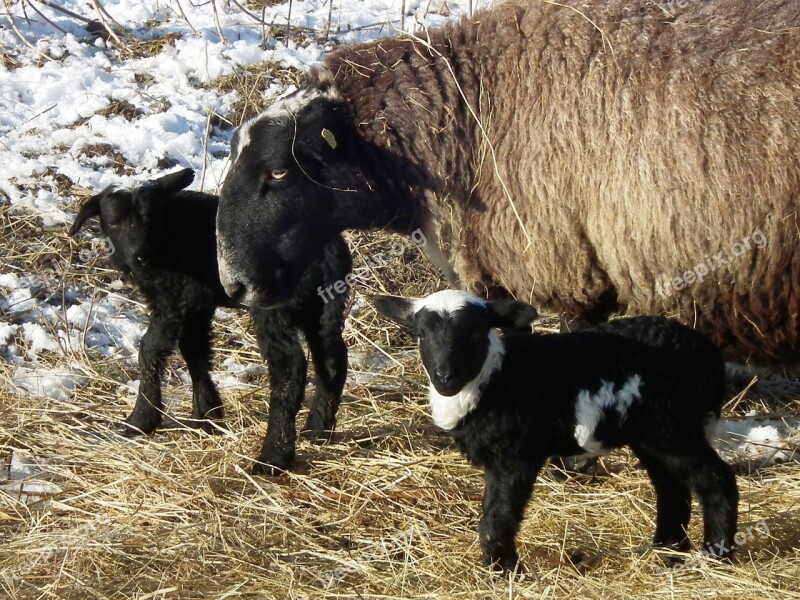 Sheep Black Black Sheep Wool Lamb