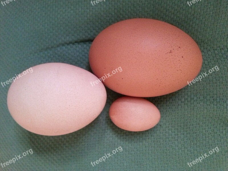 Egg Dimensions Germ Free Photos