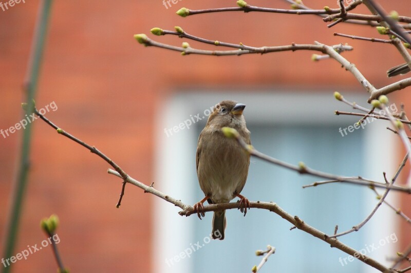 Songbird Sparrow Sperling Bird Nature