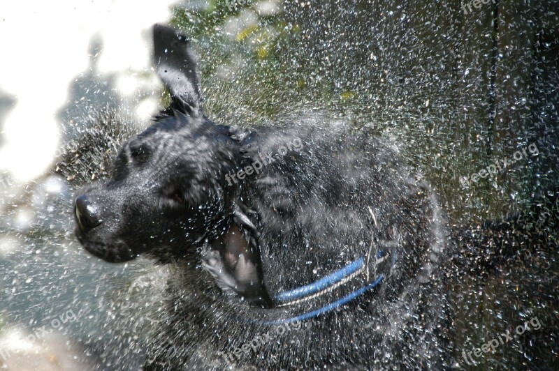 Labrador-flat Hybrid Laundry Day Water Shake