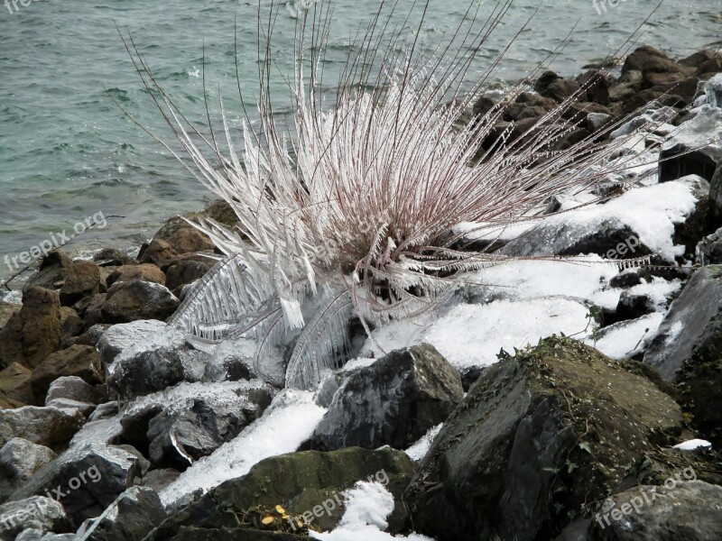 Winter Ice Ice Formations Bush Bank