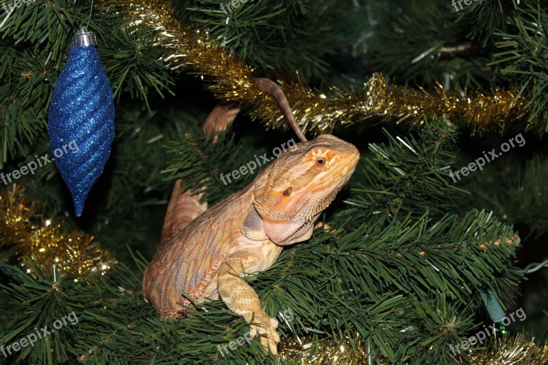 Bearded Dragon Lizard Reptile Dragon Bearded