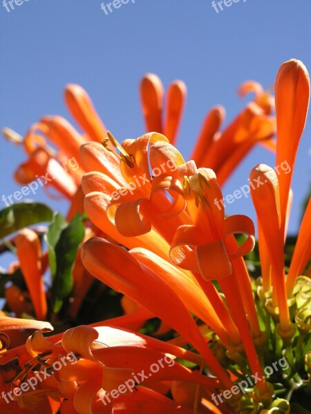 Pyrostegia Orange Flower Trumpet Bloom