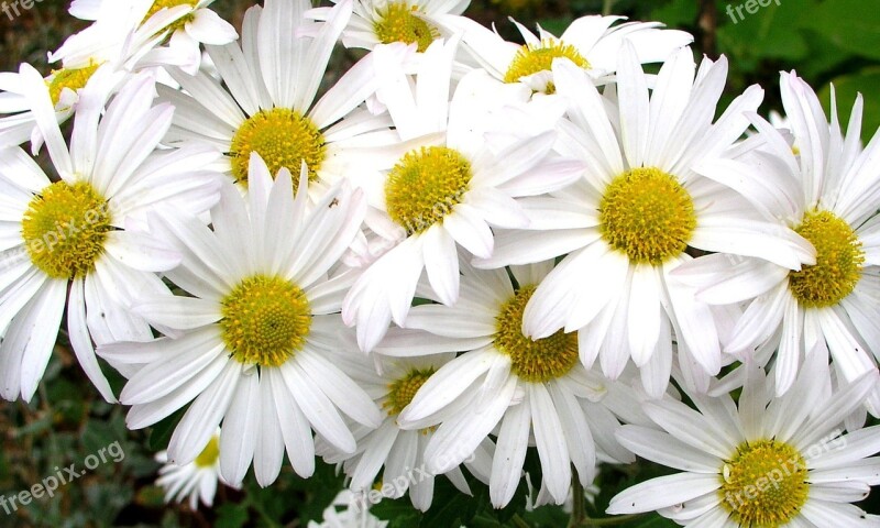 Daisies Flowers Floral Nature Garden