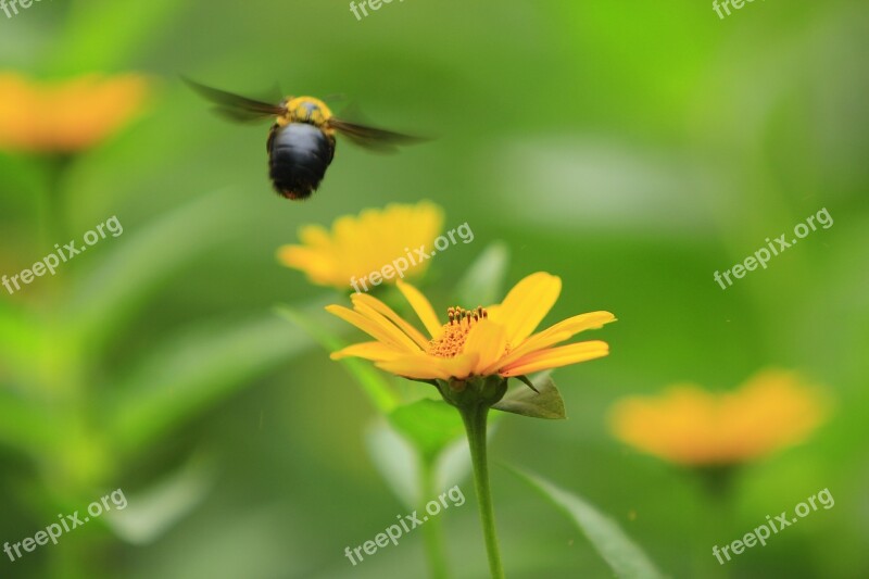 Natural The Scenery Bee Flowers Animal