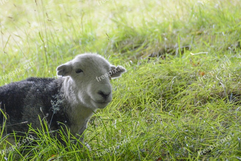 Sheep Field Animal Grass Countryside