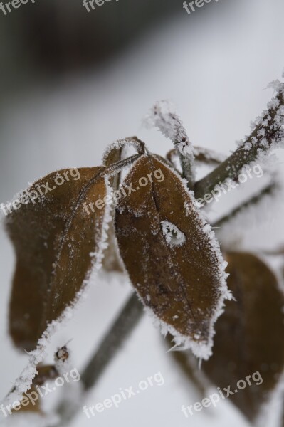 Branch Iced Icy Hoarfrost Leaves