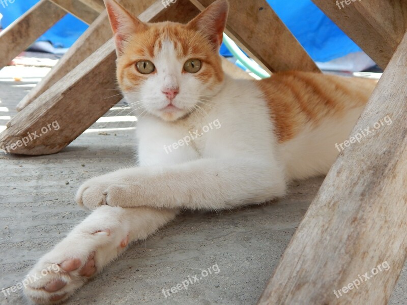 Pet Gata Rest Look Free Photos