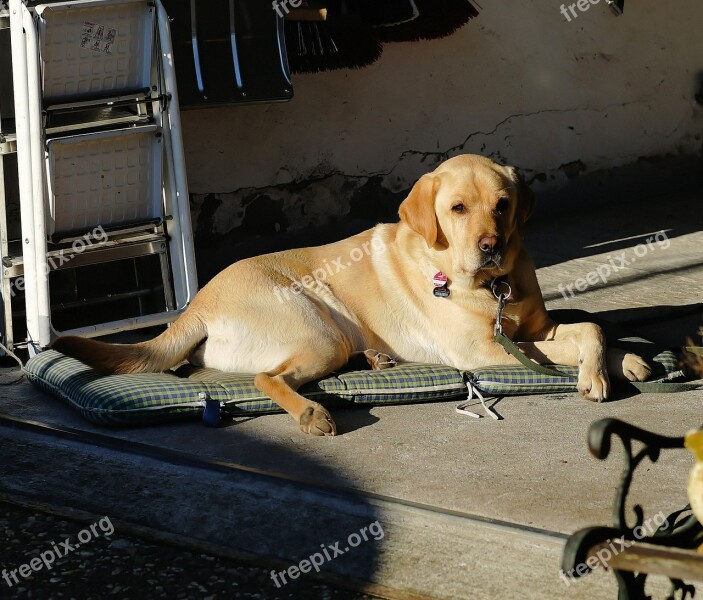 Labrador Male Portrait Animal Dog