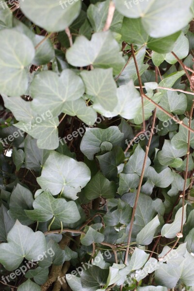 Ivy Nature Green Climber Plant Leaf