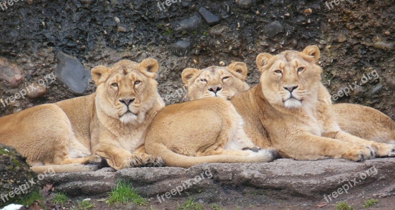 Lioness Animal Zoo Big Cat Cat