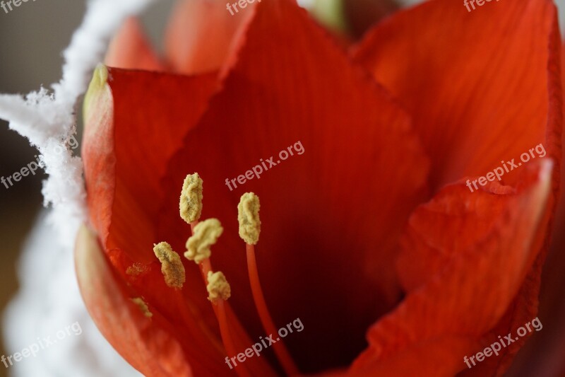 Amaryllis Flower Red Close Up Amaryllis Plant