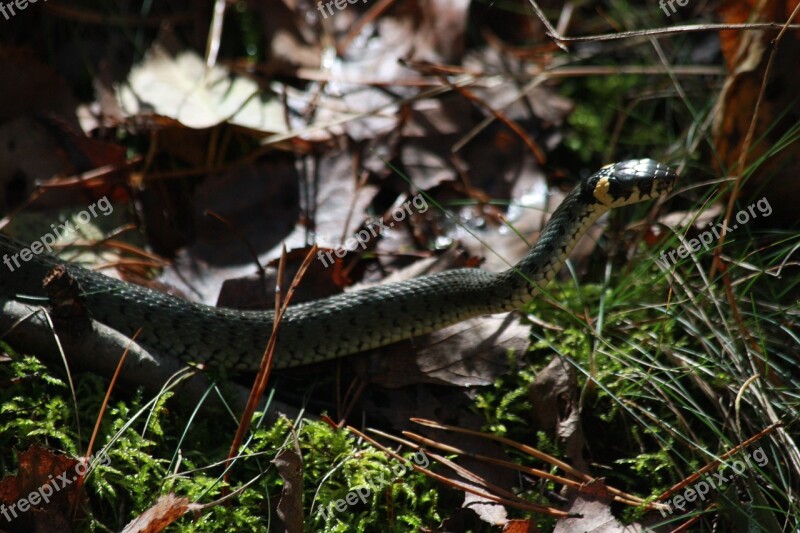 Grass Snake Nature Snake Litter Forest