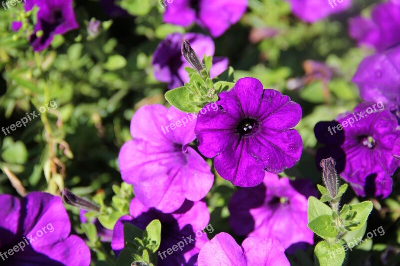 Petunia Flower Ornamental Plant Free Photos