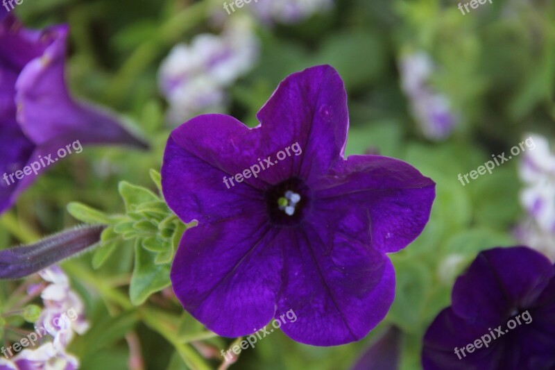 Petunia Flower Ornamental Plant Free Photos