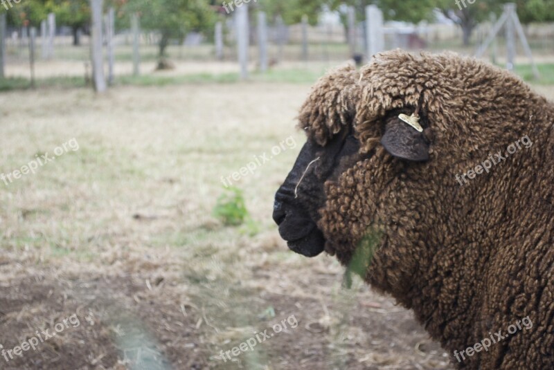 Sheep Wool Animal Farm Lamb