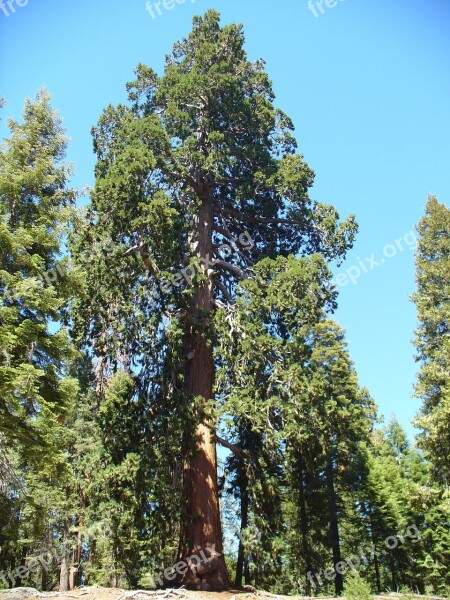 Redwood Tree Giant Redwoods Free Photos