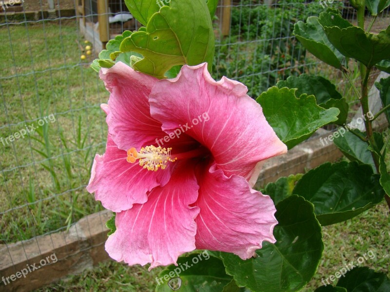 Hibiscus Flower Flora Free Photos