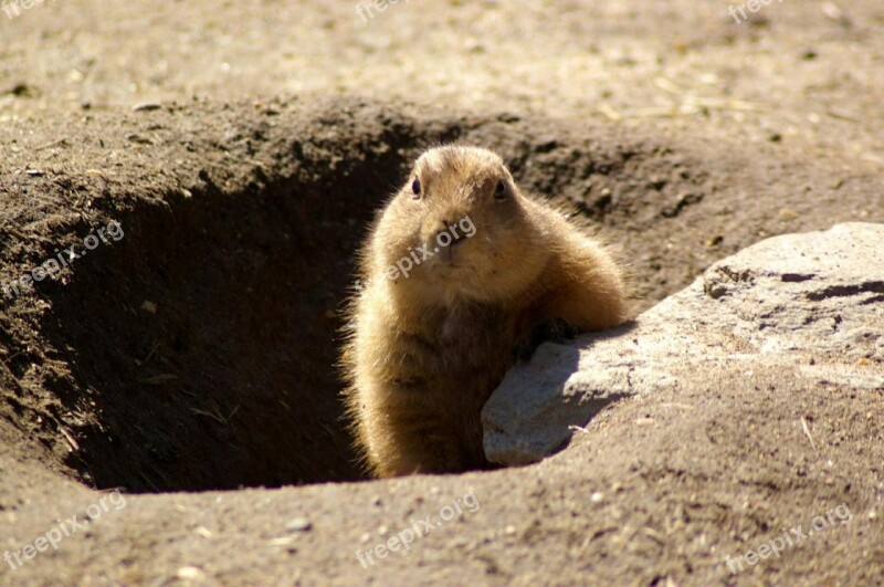 Groundhog Rodent Shadow Free Photos