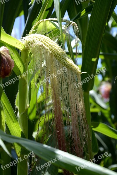 Corn Green Corn Transgenic Maize Cornfield Free Photos