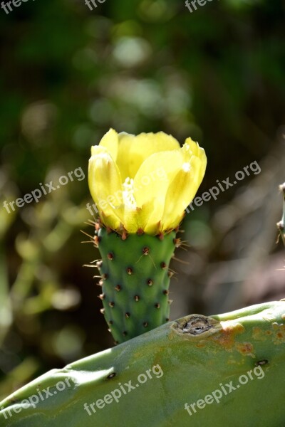 Flower Cactus Flower Cacti Thorny Plant Free Photos