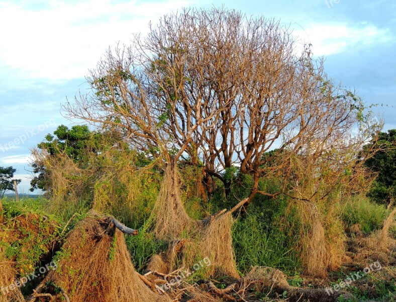 Magic Tree Dry Twigs Dry Tree